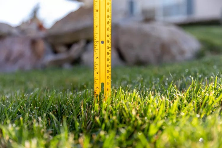 Essential Summer Lawn Care Tips: Your Complete Lawn Guide For Surviving the Summer